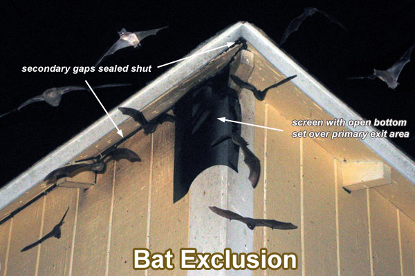Bat Exclusion Process - Step-By-Step